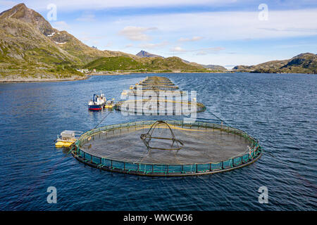 Bauernhof Lachs Angeln in Norwegen. Norwegen ist der größte Produzent von Zuchtlachs in der Welt, mit mehr als einer Million Tonnen pro Jahr produziert werden. Stockfoto