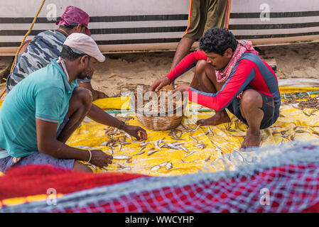 Benaulim, Goa/Indien - Aug 2 2019: lokale Fischer sortieren und den Verkauf der Fang des Tages Stockfoto