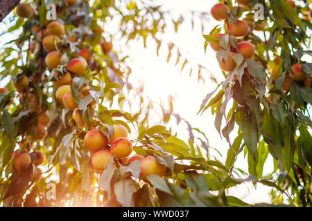 Reife Pfirsiche hängen am Baum im Herbst Obstgarten. Frische organische Früchte wachsen im Garten Stockfoto