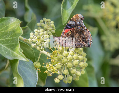 Red Admiral Schmetterling, thront auf einer Hecke in der Sonne Spätsommer in einem britischen Garten 2019 Stockfoto