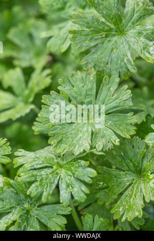 Blätter von Dove's-foot Crane's-bill/Dovefoot Geranie/Geranium molle in das Feld ein. Heilpflanze in pflanzliche Heilmittel verwendet. Patch von Unkraut, Unkraut Patch. Stockfoto