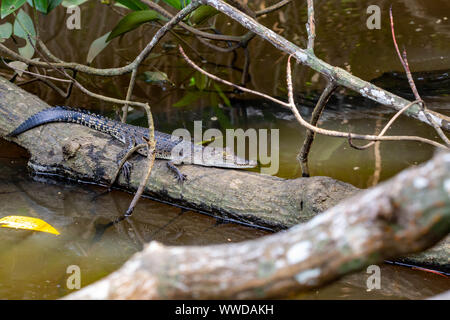 Krokodil auf einem alten halb unter Wasser Baumstamm sonnt sich getarnt, während ein Auge auf das Wasser unten in seiner natürlichen Flussmündungen Lebensraum Stockfoto