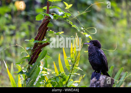 Kormoran oder shag thront auf einem Baumstumpf im üppig grünen tropischen Vegetation ruht in einer Nahaufnahme, Seitenansicht Stockfoto