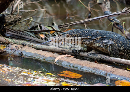 Kopf Detail eines großen Malaiische Wasser Monitor oder Reis Eidechse, Varanus Salvator, Klettern aus Wasser auf eine versunkene Baumstamm streichen die Gegabelten t Stockfoto