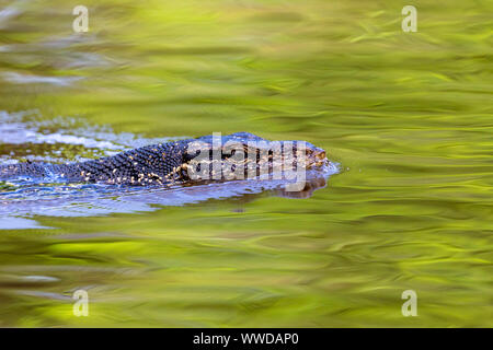 Nahaufnahme der Kopf einer Malaiische Wasser überwachen, Varanus Salvator, einer der größten Warane, Schwimmen in Bangkok, Asien Stockfoto