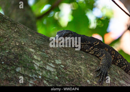 Große malaiische Wasser Monitor oder Reis Eidechse, Varanus Salvator, auf den Stamm eines Baumes in Nahaufnahme auf dem Kopf im Wald Stockfoto