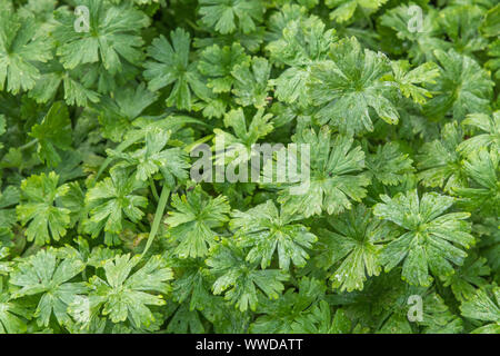 Blätter von Dove's-foot Crane's-bill/Dovefoot Geranie/Geranium molle in das Feld ein. Heilpflanze in pflanzliche Heilmittel verwendet. Patch von Unkraut, Unkraut Patch. Stockfoto