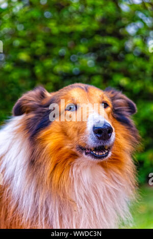 Porträt einer amerikanischen Border Collie Stockfoto
