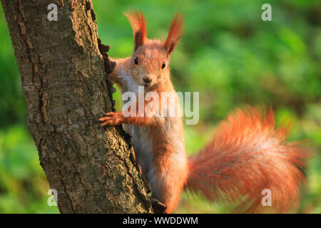 Furry Eichhörnchen sitzt auf dem Baum in Spring City Park Stockfoto