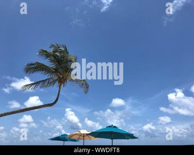 Schiefen Palmen und Sonnenschirme am Strand, Tulum, Quintana Roo, Yucatan, Mexiko Stockfoto