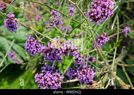 Schmetterling ernährt sich von purpurner Verbena bonariensis Nektar in Blüte im Herbstgarten September 2019 Carmarthenshire Wales UK KATHY DEWITT Stockfoto