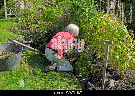 Ältere ältere ältere ältere Frau kniet auf Boden Jäten in einem September Garten im Herbst Carmarthenshire Wales UK KATHY DEWITT Stockfoto