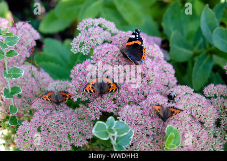 Agais urticae & bemalte Dame Vanessa Cardui Zustrom Schmetterlinge Fütterung & rosa Sedum spectabile im Herbstgarten September 2019 Wales UK KATHY DEWITT Stockfoto