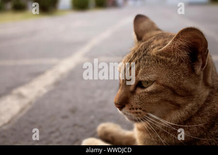 Süße Katze Braun Muster ist auf der Suche liegen auf dem Betonboden Stockfoto