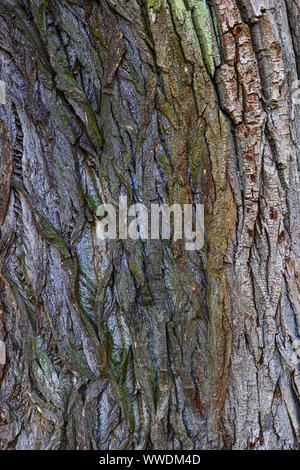 Rinde einer alten Eiche Hintergrund Textur. Stockfoto
