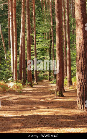 Anschluss durch ein Englisches Pinienwald mit dappled Sonnenschein Stockfoto