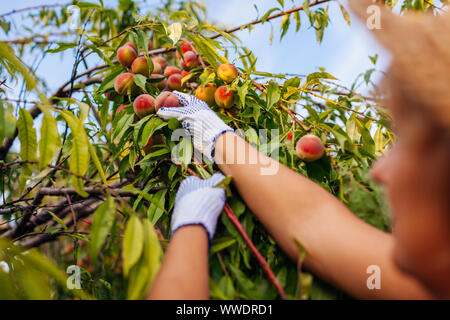 Ältere Frau die Ernte reif Bio Pfirsiche im Sommer Obstgarten. Landwirt Kontrolle der Früchte auf den Ästen. Ernte Stockfoto