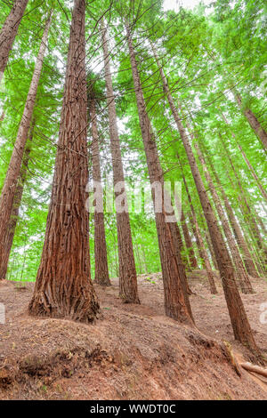 Naturdenkmal von Sequoia Bäumen vom Monte Cabezón, Cabezón de la Sal, Kantabrien, Spanien Stockfoto