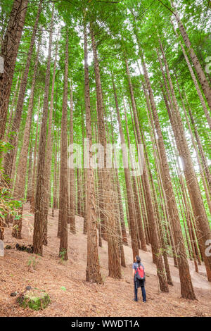 Naturdenkmal von Sequoia Bäumen vom Monte Cabezón, Cabezón de la Sal, Kantabrien, Spanien Stockfoto