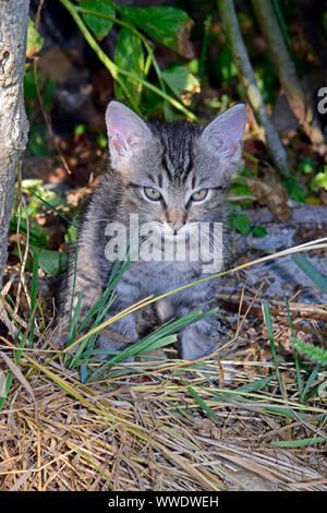 Detailansicht auf Grau tabby Kitten mit einem grimmigen Blick in den Schatten der Sträucher Stockfoto