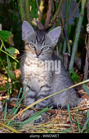 Detailansicht auf einem grauen Tabby kitten aufrechten Sitzen im Schatten der Sträucher Stockfoto