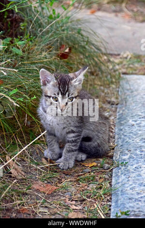Grau tabby Kätzchen saß auf turfy Boden im Schatten Stockfoto