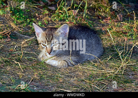 Mackerel Tabby kitten Verlegung auf verdorrten Rasen Stockfoto