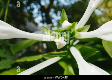 Hosta blüht. Weiße Blume im Garten. Stockfoto