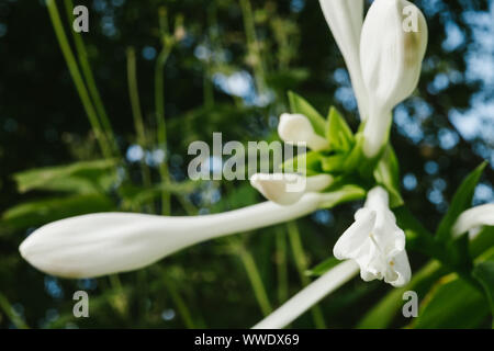 Hosta blüht. Weiße Blume im Garten. Stockfoto