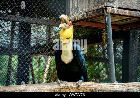 Nashornvogel Vogel gelb Hals blue wing in Thailand zoo Stockfoto