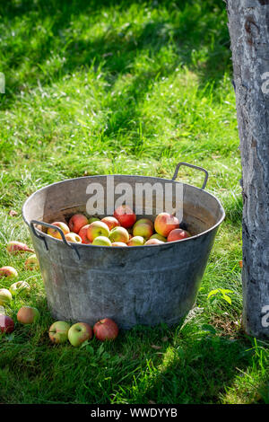 Geerntet und wusch die Äpfel im Sommer grün Garten Stockfoto