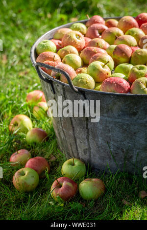 Frisch geerntete und wusch die Äpfel im sonnigen Garten Stockfoto