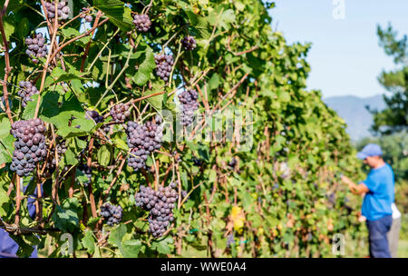 Trauben von schwarzen Trauben werden durch landwirtschaftliche Arbeitnehmer während der Ernte in einem Weingut im Chianti, Toskana, Italien Stockfoto