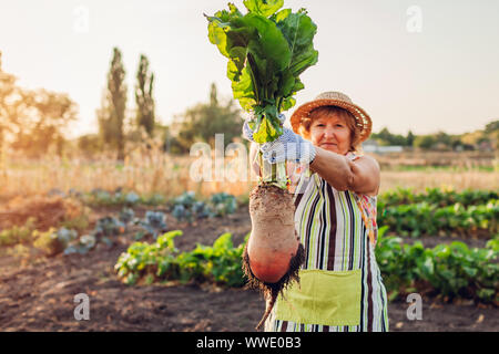 Bauer zog rote Bete aus dem Boden und halten. Herbst Ernte. Kommissionierung Gemüse. Stockfoto