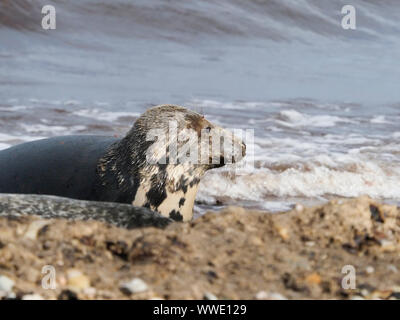 Kegelrobbe (Halichoerus grypus) auf einem Strand, Moray Firth, Schottland, Vereinigtes Königreich Stockfoto