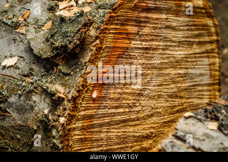 Trank einen alten Baum. Ein Apple. Der Holzverarbeitung. Textur. Stockfoto