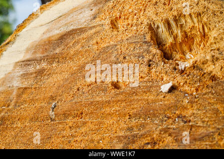 Trank einen alten Baum. Ein Apple. Der Holzverarbeitung. Textur. Stockfoto