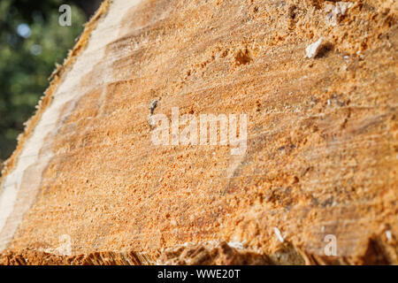 Trank einen alten Baum. Ein Apple. Der Holzverarbeitung. Textur. Stockfoto