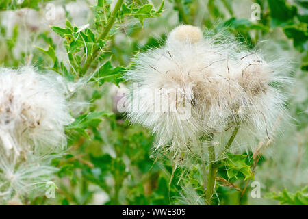 Creeping Thistle (Cirsium arvense), in der Nähe des eher unordentlich gefiederten seedhead der Anlage. Stockfoto