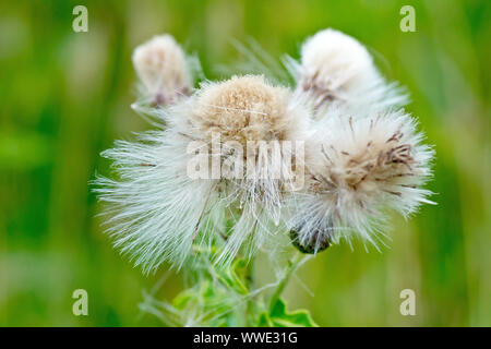 Creeping Thistle (Cirsium arvense), in der Nähe des eher unordentlich gefiederten seedhead der Anlage. Stockfoto