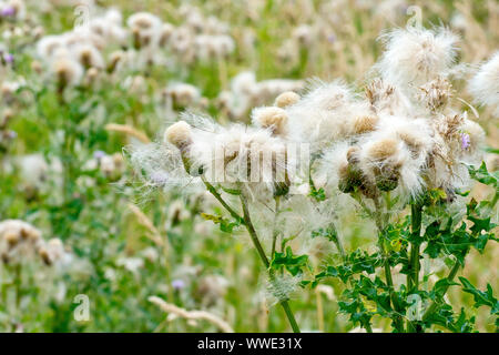 Creeping Thistle (Cirsium arvense), in der Nähe von mehreren seedheads, zeigt die Samen in den Wind zu zerstreuen. Stockfoto