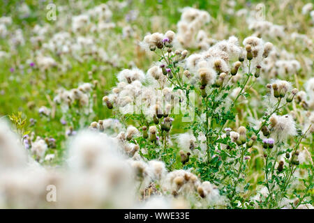 Creeping Thistle (Cirsium arvense), in der Nähe von mehreren seedheads Da die Samen beginnen in den Wind zu zerstreuen. Stockfoto