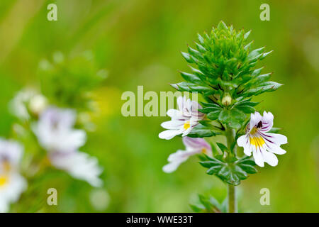 Augentrost (Euphrasia officinalis), in der Nähe von einer einzigen Anlage übersicht Detail der kleinen weißen Blüten. Stockfoto