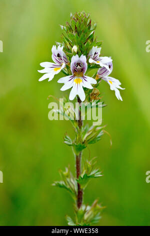 Augentrost (Euphrasia officinalis), in der Nähe von einer einzigen Anlage übersicht Detail der kleinen weißen Blüten. Stockfoto