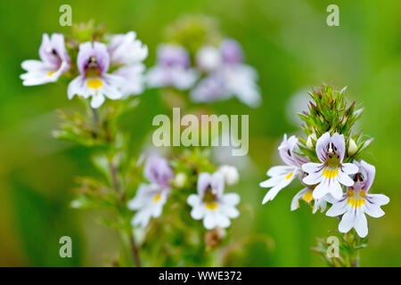 Augentrost (Euphrasia officinalis), Nahaufnahme Detail der kleinen weißen Blüten. Stockfoto