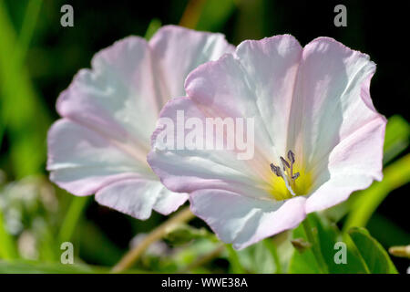 Acker-winde (Convolvulus arvensis), in der Nähe von ein paar Blumen. Stockfoto