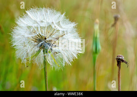 Goatsbeard oder Jack-gehen-zu-Bett-am-Mittag (tragopogon pratensis), in der Nähe der großen seedhead durch die eher kleinen Blüten produziert. Stockfoto