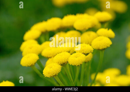 Rainfarn (tanacetum vulgare), in der Nähe der engen Kopf von Gelb, Blütenblatt - weniger Blumen das Werk produziert. Stockfoto