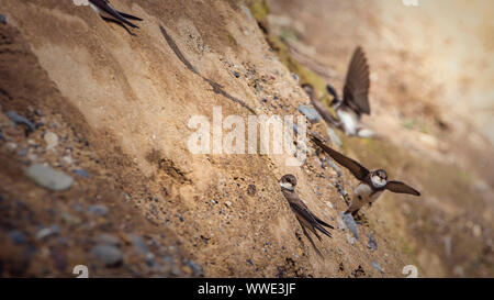 Kolonie der Uferschwalbe (Riparia riparia) fliegen um ihr Nest Löcher in den Sand Wand an der Küste der Irischen See. Bray, Co Wicklow, Irland. Stockfoto