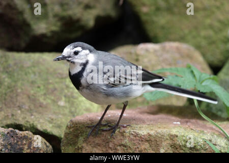 Weiße Bachstelze Motacilla alba, die auf Steinen steht Stockfoto